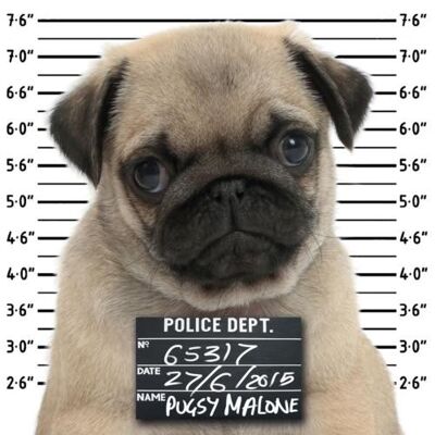 Greetings card "Prison Pug, Pugsy Malone" 16x16cm (HOGFF125)