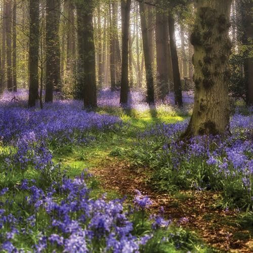 Greetings card bluebell forest 16x16cm (HOGL284)