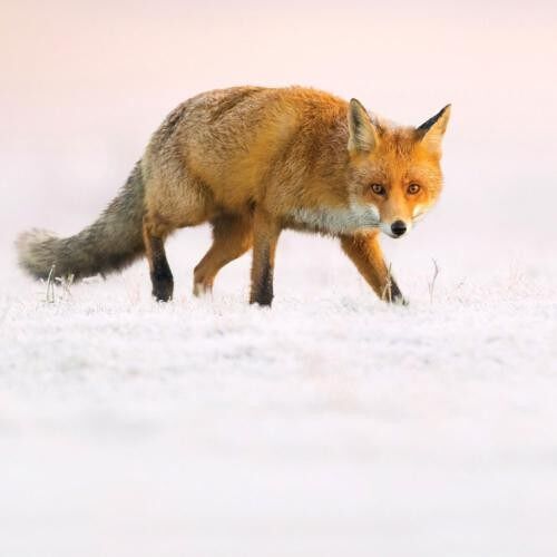 Greetings card fox in Winter 16x16cm (HOGL290)