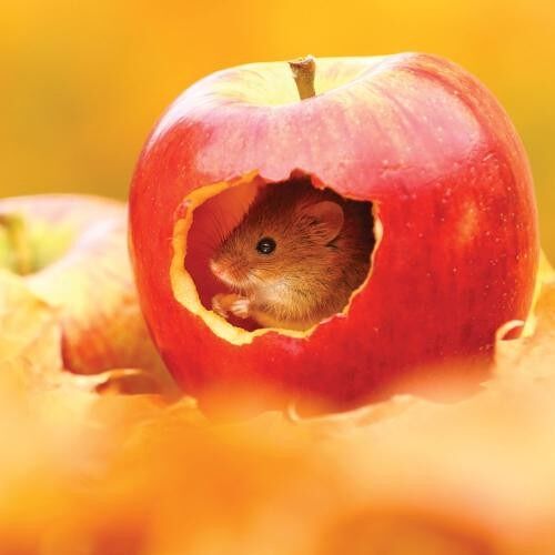 Greetings card "Harvest mouse" 16x16cm (HOGL331)