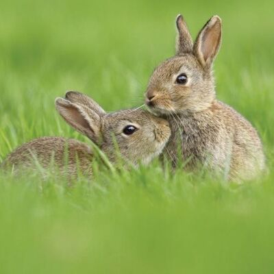 Greetings card "Pair of Juvenile European Rabbits" 16x16cm (HOGL340)
