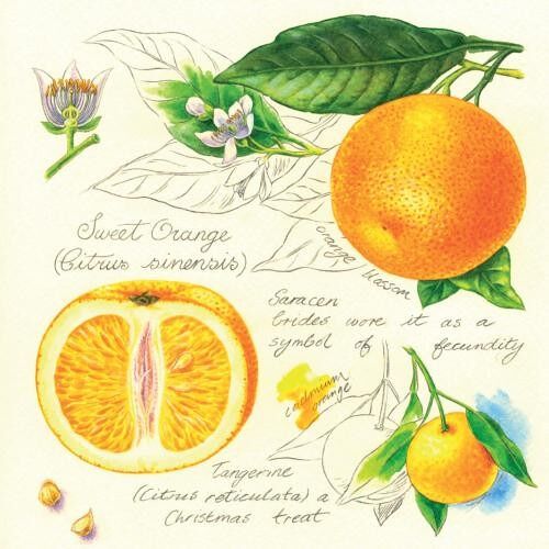 Greetings card "Oranges" 16x16cm (HOGRT139)