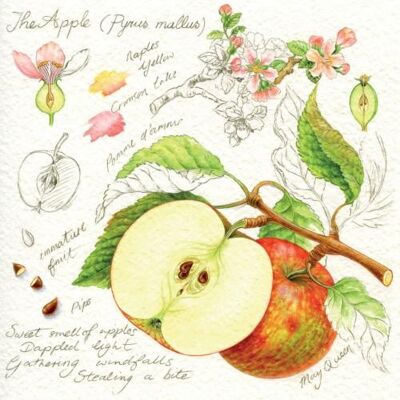 Greetings card "Apples" 16x16cm (HOGRT140)