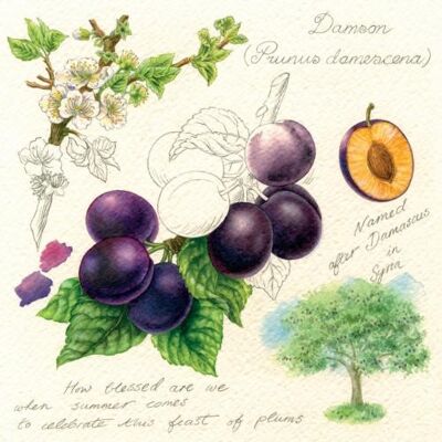 Greetings card "Plums" 16x16cm (HOGRT141)