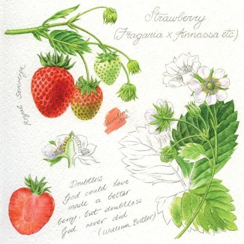 Greetings card "Strawberries" 16x16cm (HOGRT143)