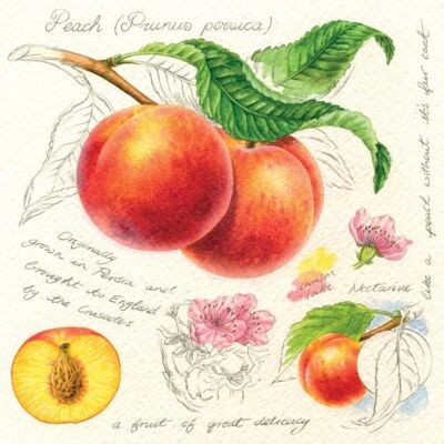 Greetings card "Peaches" 16x16cm (HOGRT144)