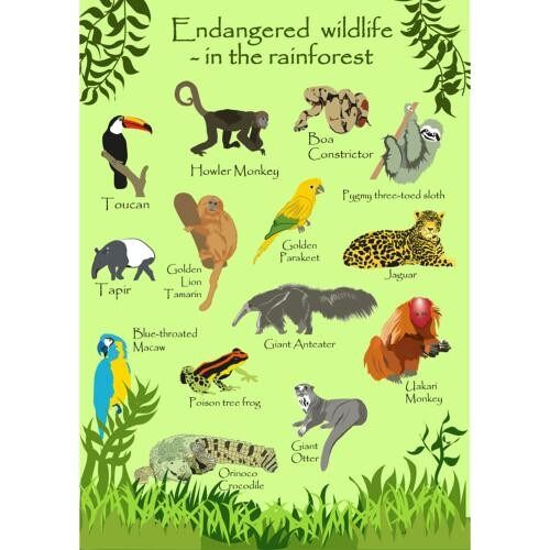 Greetings card Endangered Wildlife Rainforest 12x17cm (SEC033)