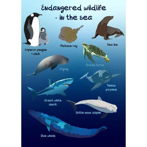 Greetings card Endangered Wildlife Sea 12x17cm (SEC034)
