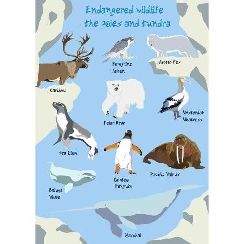 Greetings card Endangered Wildlife Poles & Tundra 12x17cm (SEC035)