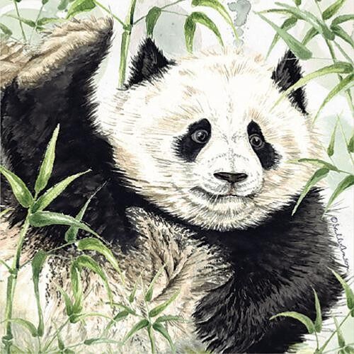 Greetings card, giant panda (SWE034)