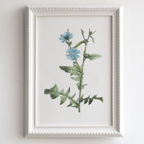 Chicory A5 size art print, wildflower decor