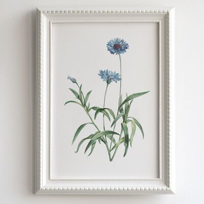 Cornflower A5 size art print, wildflower floral decor