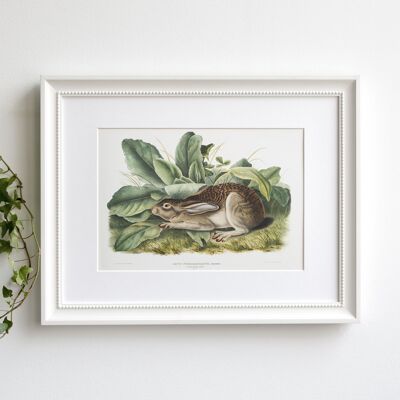 Rabbit A5 size art print, black tailed hare, Audubon