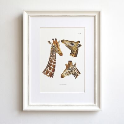 Giraffes A5 size art print, Africa decor