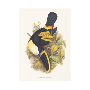 Impression d'art de taille Toucans A5, décor de jungle 3