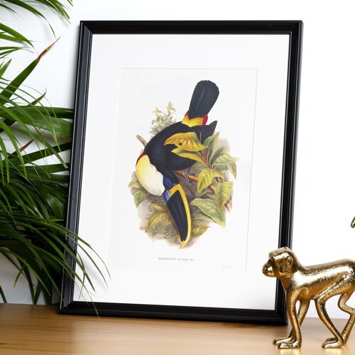 Toucans A5 size art print, jungle decor