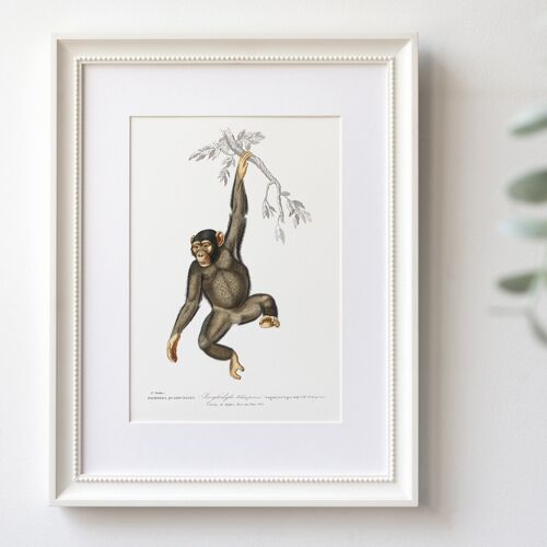 Chimpanzee A5 size art print, Africa decor