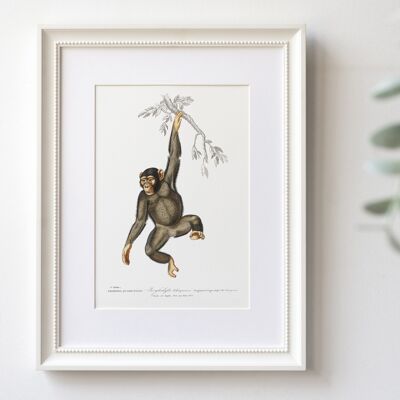 Chimpanzee A5 size art print, Africa decor