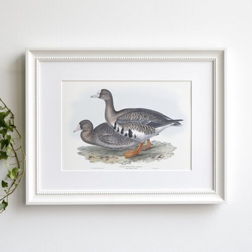 Greater White-Fronted Goose A5 size art print