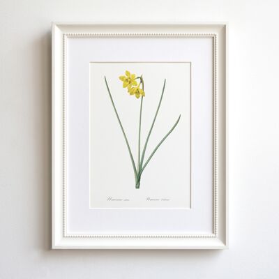 Yellow Daffodil A5 print, botanical decor