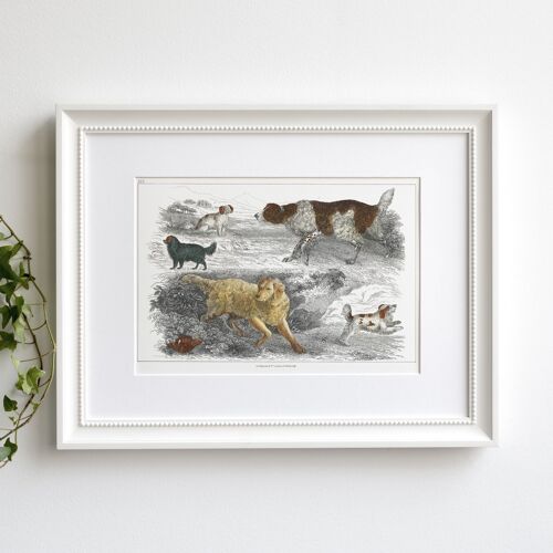 Dogs A5 size print, variety of dogs, vintage art