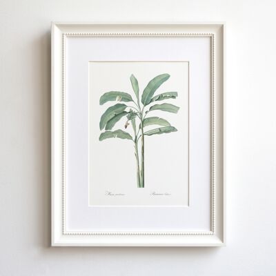 Banana Tree A5 size art print, tropical decor