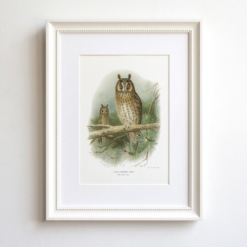 Long-Eared Owl A5 size art print, bird of prey decor