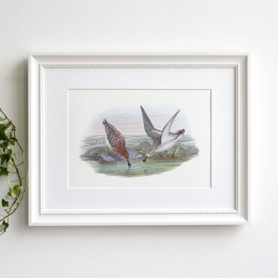 Spoon-Billed Sandpiper A5 size art print, Asian bird decor