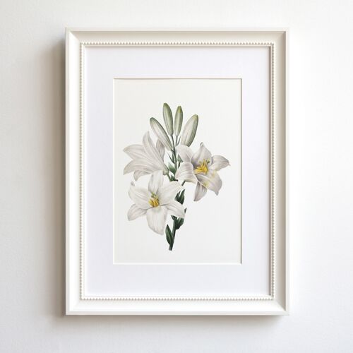 White Lily A5 size art print, vintage botanical decor
