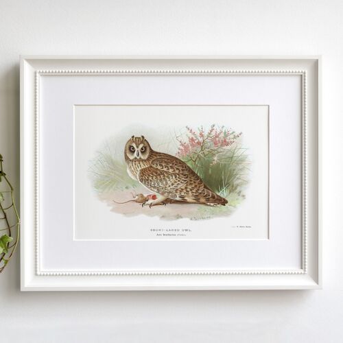 Short-Eared Owl A5 size art print, bird of prey decor