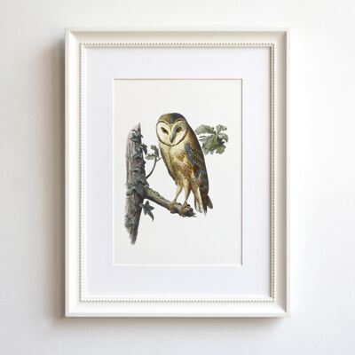 Barn Owl A5 size art print, woodland decor