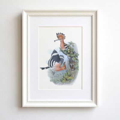 Eurasian Hoopoe A5 size art print, bird decor