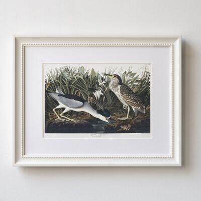 Night Heron A5 size art print, Audubon illustration