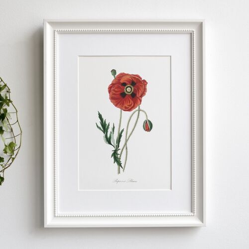 Poppy Flower A5 size art print, wildflower decor