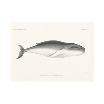 Impression d'art de taille A5 de baleine, décor d'océan 4