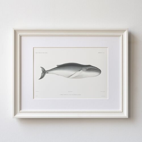 Whale A5 size art print, ocean decor