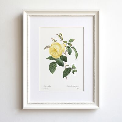 Yellow Climbing Rose A5 size art print, vintage decor