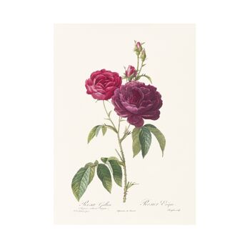 Impression d'art Vintage Rose format A5, Eveque 4