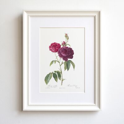 Vintage Rose A5 size art print, Eveque