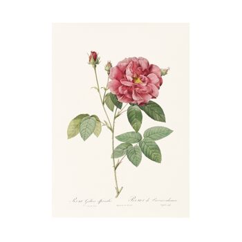 Impression d'art de taille Vintage Rose A5, Français rose foncé 4