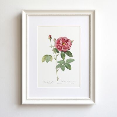 Vintage Rose A5 size art print, Dark Pink French