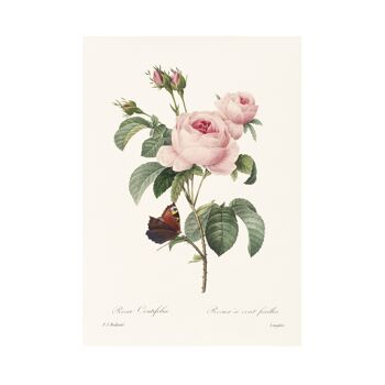 Impression d'art de taille Vintage Rose A5, Rose de chou 4