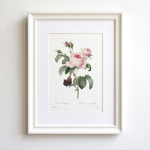 Vintage Rose A5 size art print, Cabbage Rose