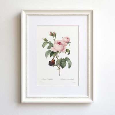 Vintage Rose A5 size art print, Cabbage Rose