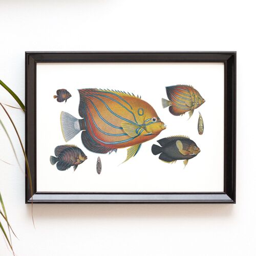 Ocean Fish A5 size print, sea life decor