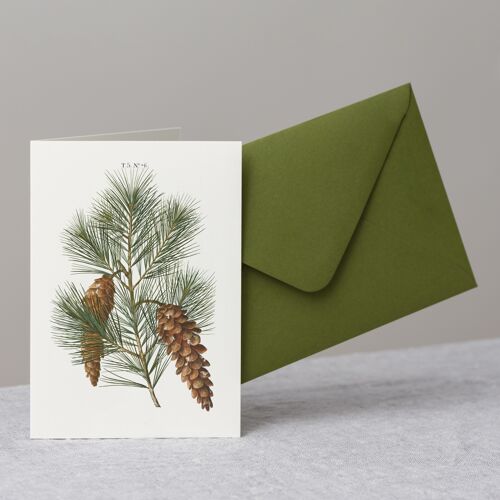 Pine branch greeting card+envelope for winter holiday