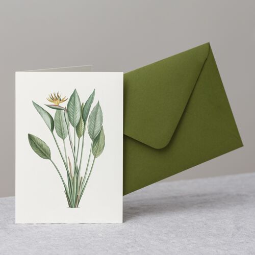 Bird of Paradise Flower Greeting Card+Envelope