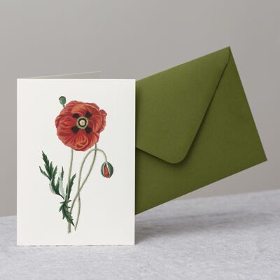 Red Poppy Greeting Card+Envelope