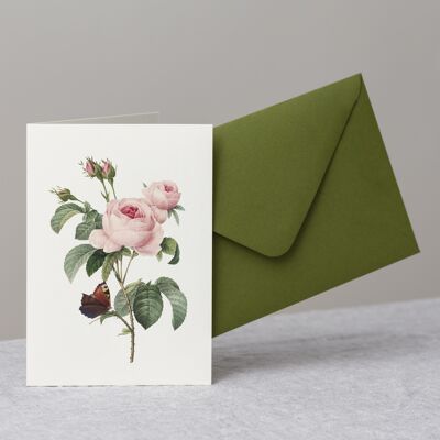 Cabbage Rose Greeting Card+Envelope, Vintage