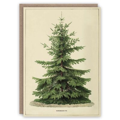 Nordmann Fir